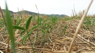 Le sainfoin, ici avec du blé dur, est avec la luzerne l’un des couverts semi-permanents qui s’adapte le mieux au climat méditerranéen. © I. Escoffier Le sainfoin, ici avec du blé dur, est avec la luzerne l’un des couverts semi-permanents qui s’adapte le mieux au climat méditerranéen. © I. Escoffier